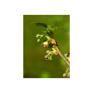 Msa ribes nigrum 50 ml