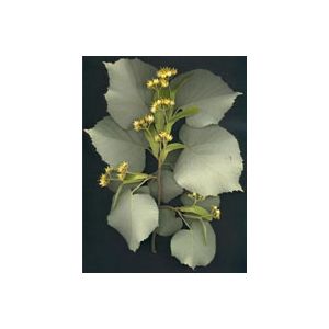 Msa tilia tomentosa 50 ml