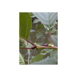 Msa alnus glutinosa 50 ml