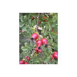 Msa rosa canina 50 ml