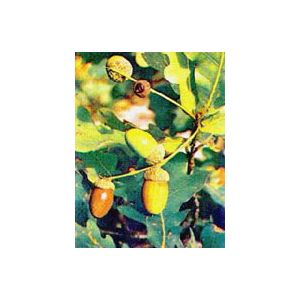 Msa quercus peduncol 50 ml