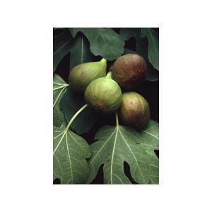 Msa ficus carica 50 ml