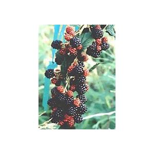 Msa rubus fructicosu 50 ml