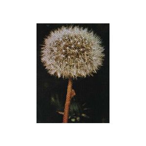 Tsa taraxacun officinalis 50 ml