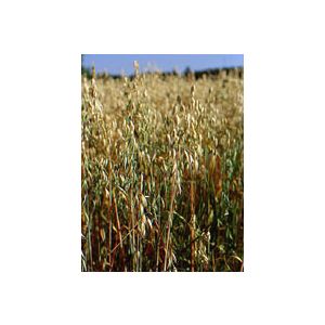 Tsa avena sativa 50 ml