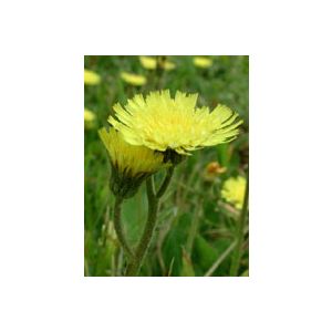 Tsa hieracium pilosella 50 ml