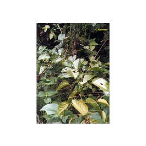 Tsa uncaria tomentosa 50 ml