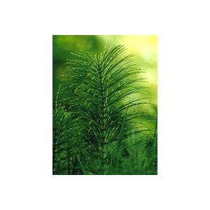 Tsa equisetum arvense 50 ml