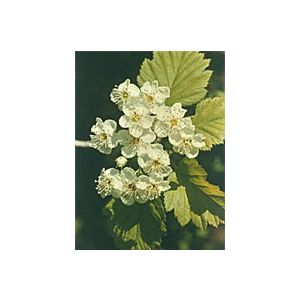 Tsa crataegus oxycanthia 50 ml