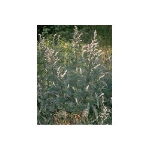 Tsa artemisia vulgaris 50 ml