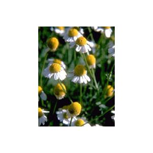 Tsa matricaria chamomilla 50 ml