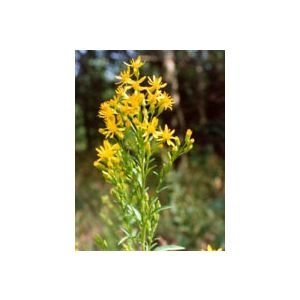 Tsa solidago virgaurea 50 ml