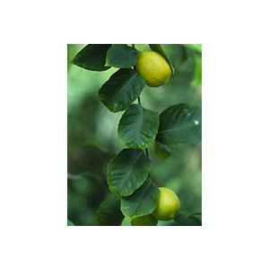 Msa citrus limonum 50 ml