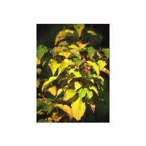 Msa cornus sanguinea 50 ml