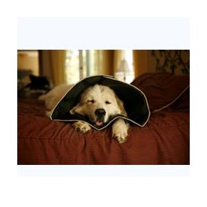 Comfy cone collare elisabettiano innovativo xl diametro 30 cm