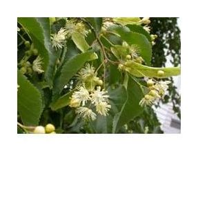 Eie tiglio 30ml  gocce