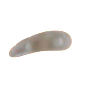 Cuscinetto orione g114 3 anelli per dita a martello destro misura unica